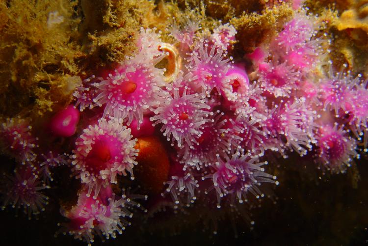 Anemonen op de Waikato