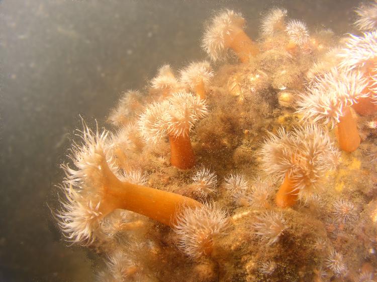 Veldje anemonen