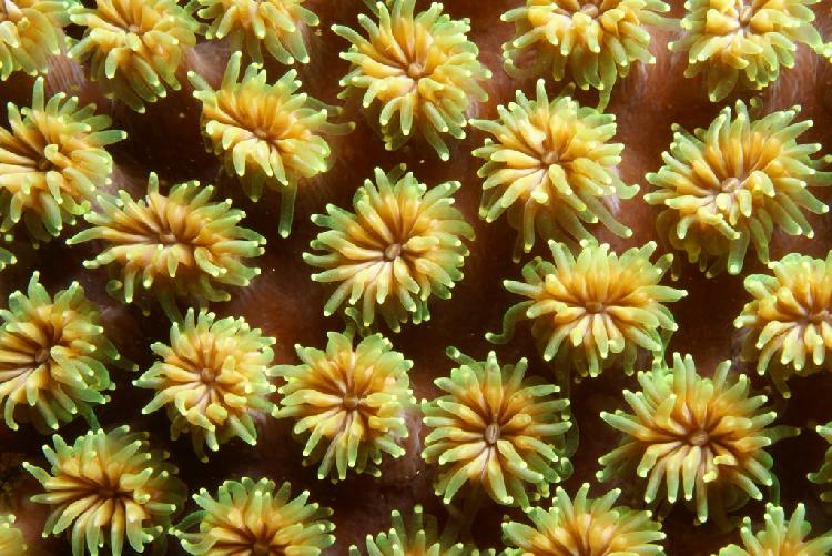 Close-up van koraal