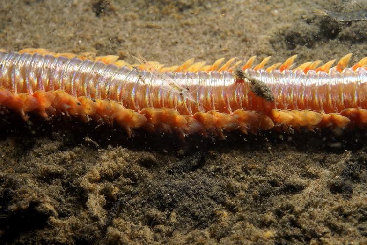 Soort worm met garnaal op zijn rug