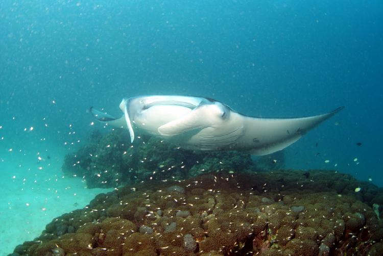 Manta