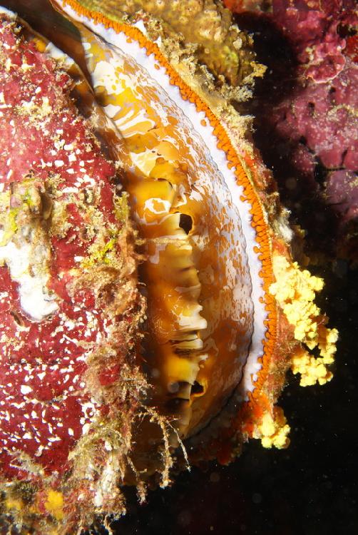 Variable throny oyster (Spomdylus varians)