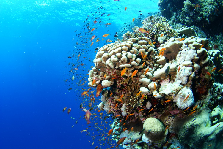 Wolk van vlaggenbaarzen bij het koraal