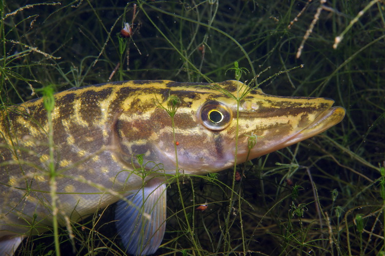 Baby snoek