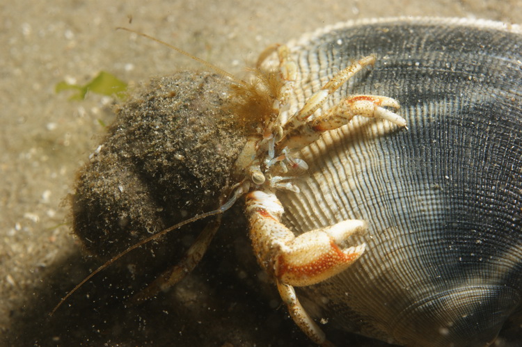 Heremietkreeft op schelp