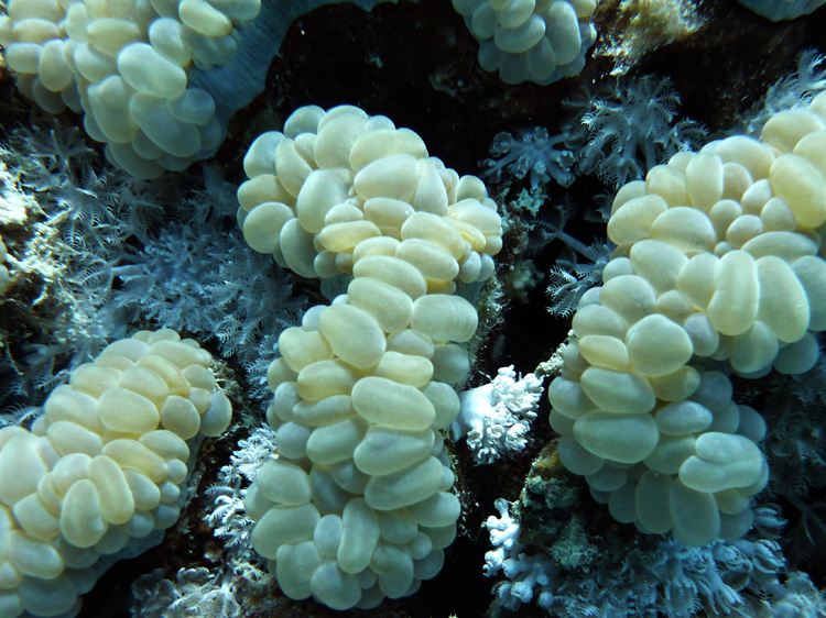 Bubble coral