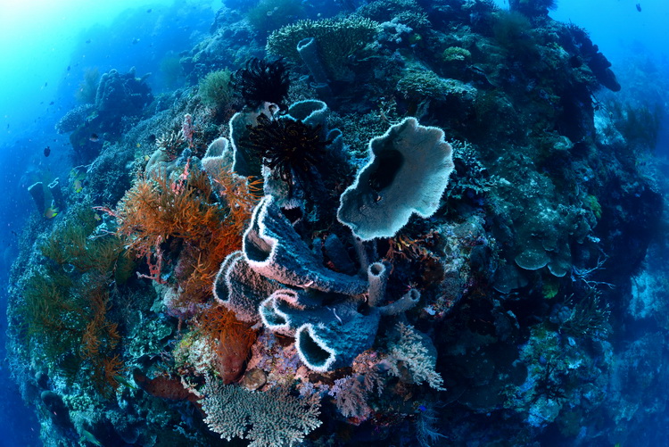 Sponzen en koraal