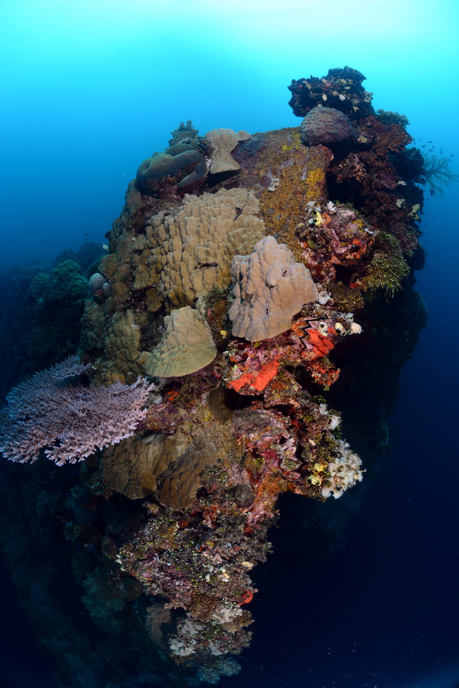 Koraal op de Heian Maru