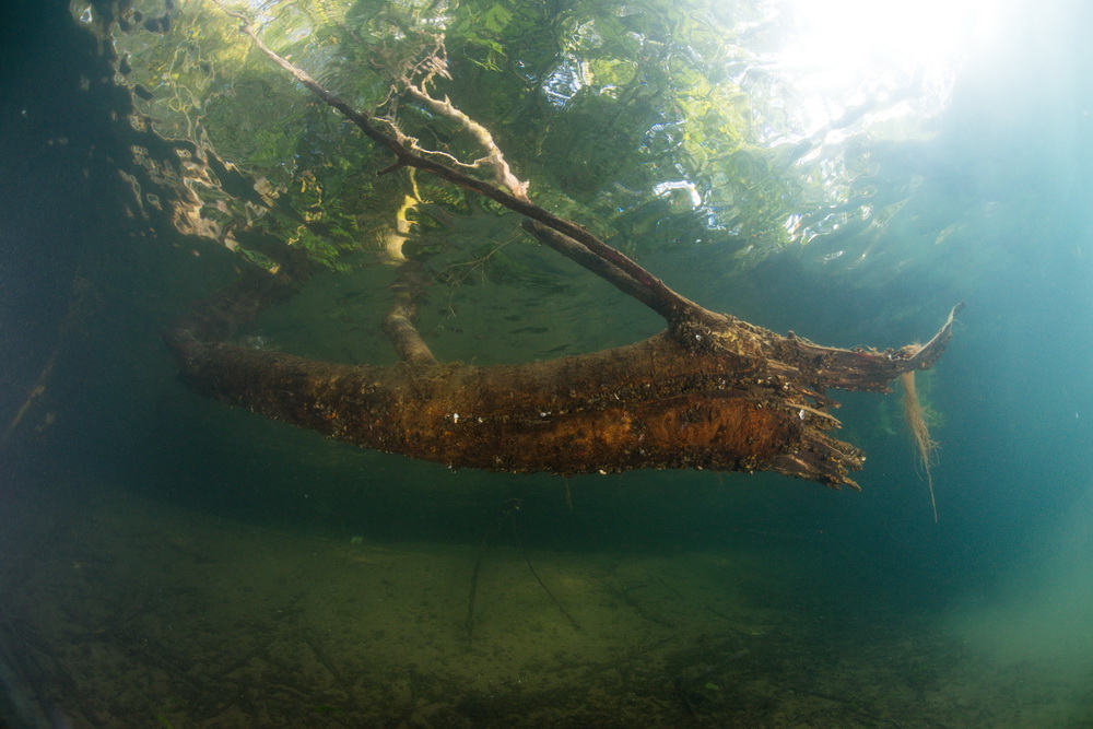 Grote boomtak onder water