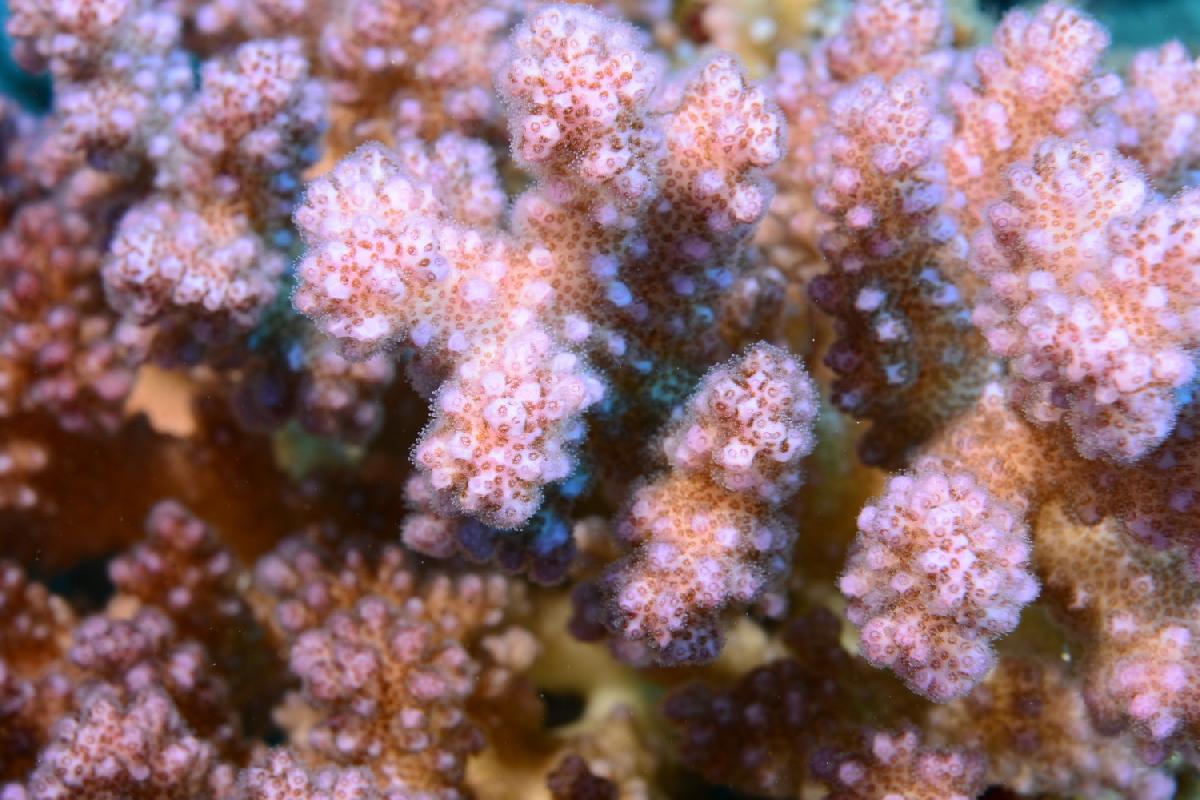 roze hard koraal