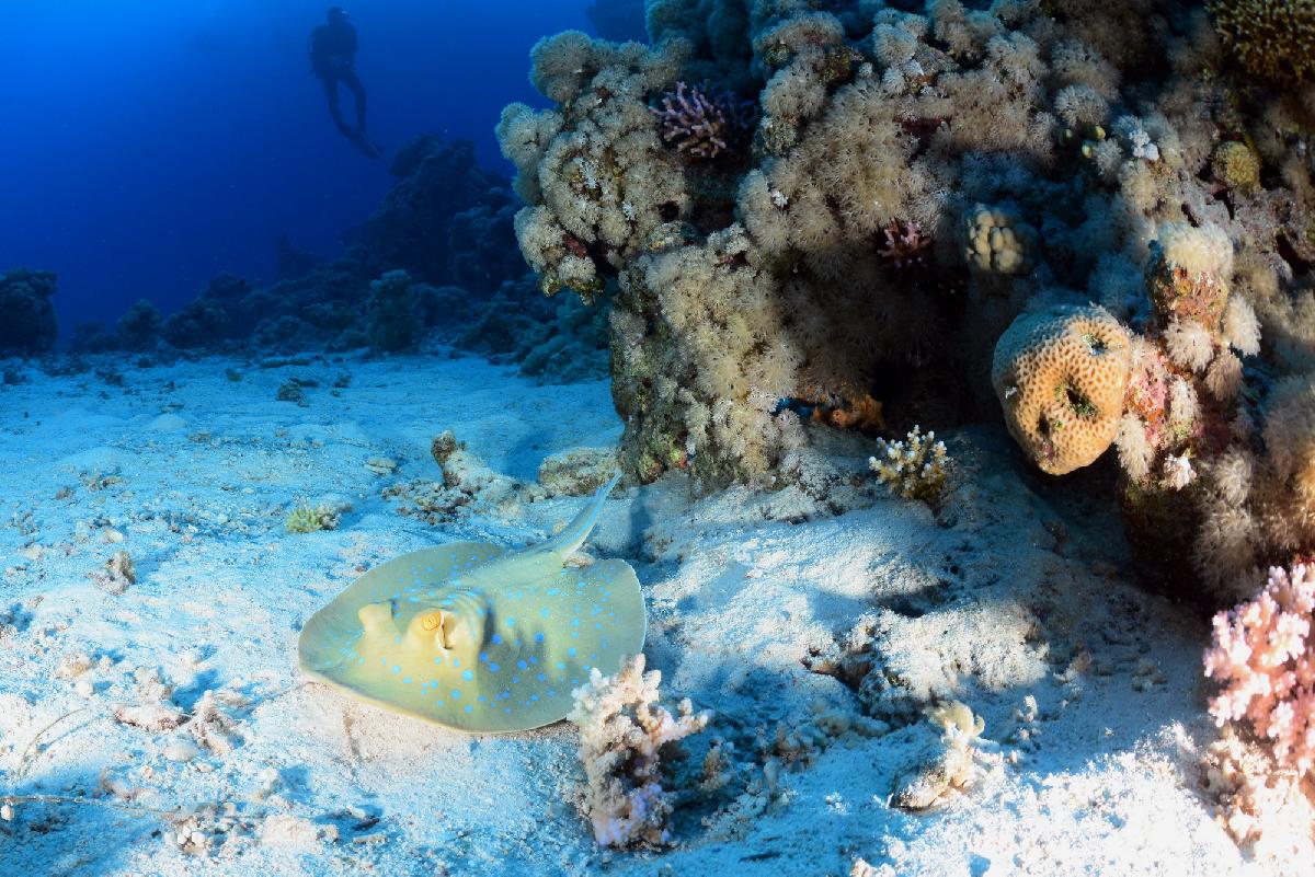 blue spotted stingray op de bodem