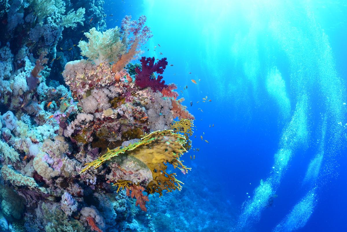 koraalrif met bellensporen