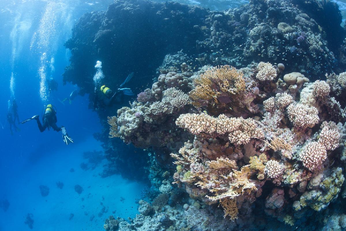Duikers naast het koraal