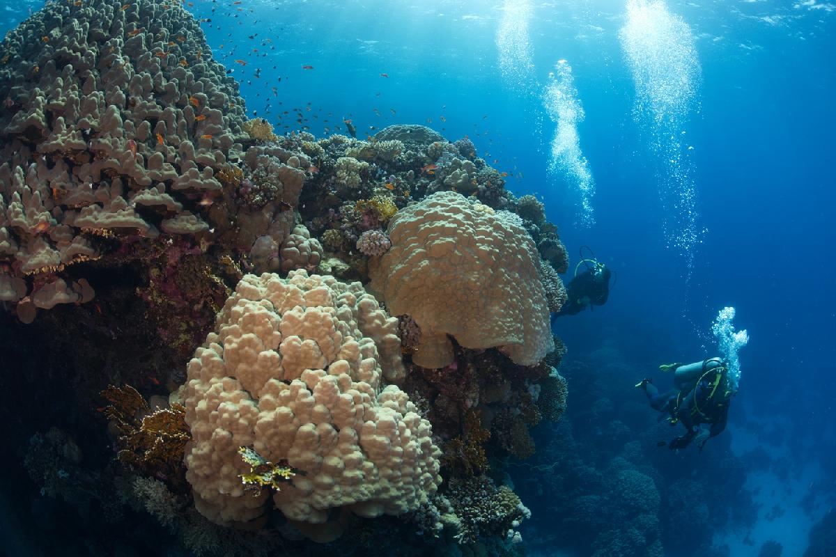 duikers naast het koraal