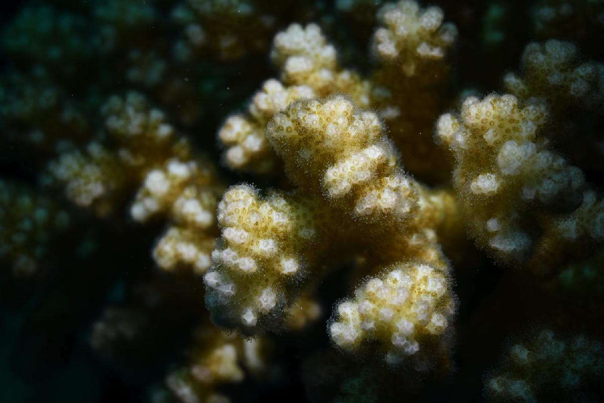 hard koraal