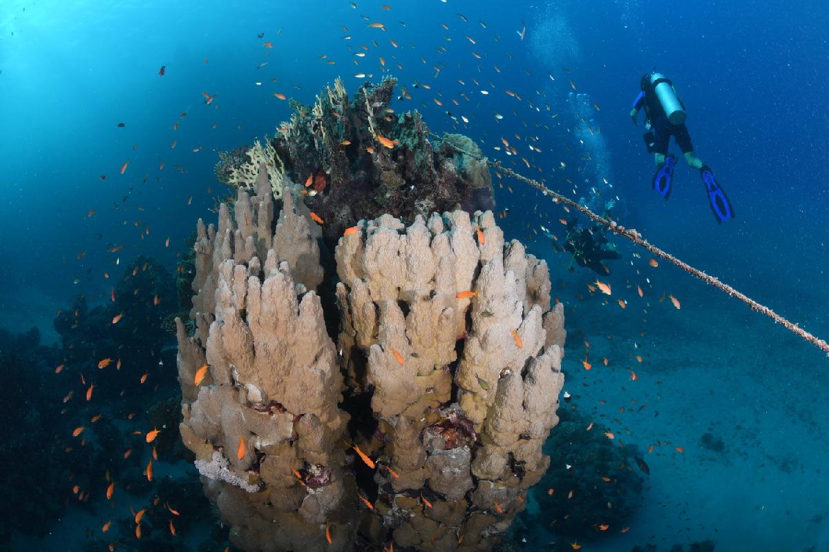vlaggenbaarzen bij een koraalbonk