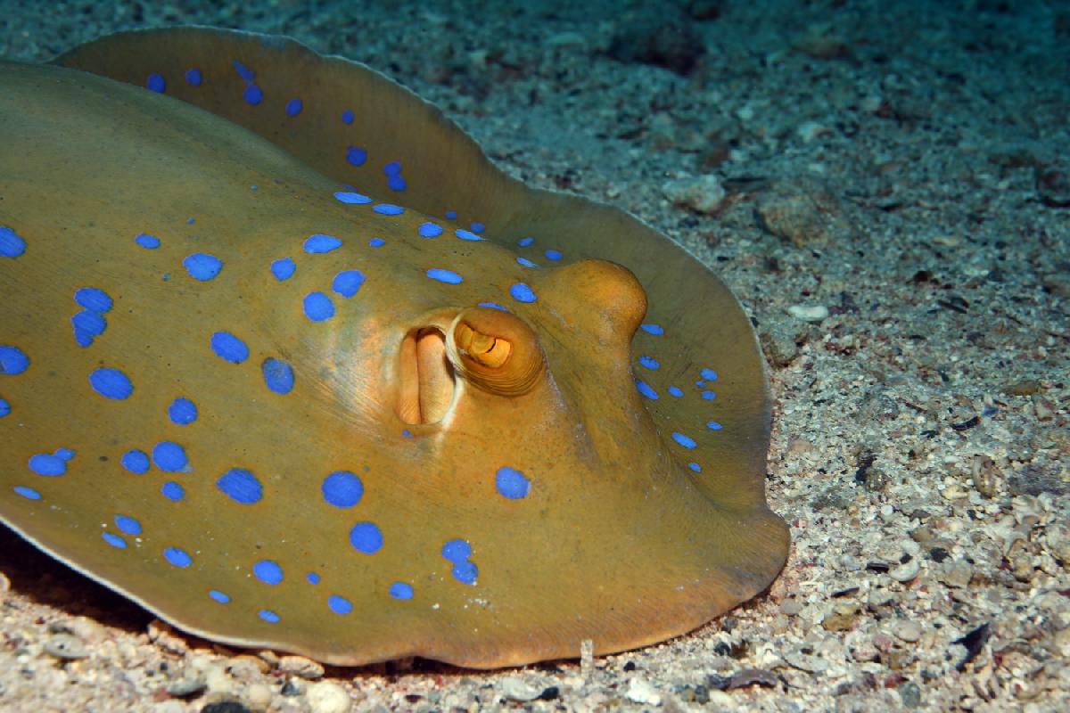 blue spotted stingray