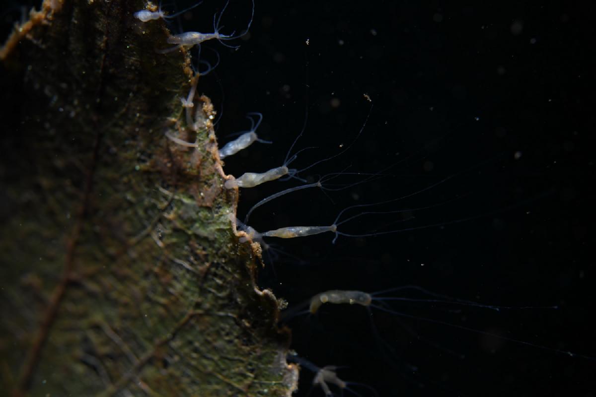 hydroidpoliepen op een blad