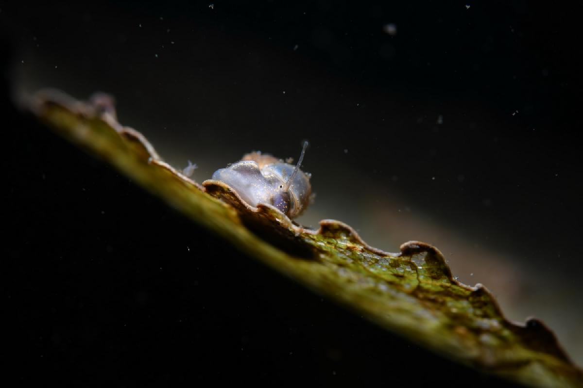 mini slakje op eem blad