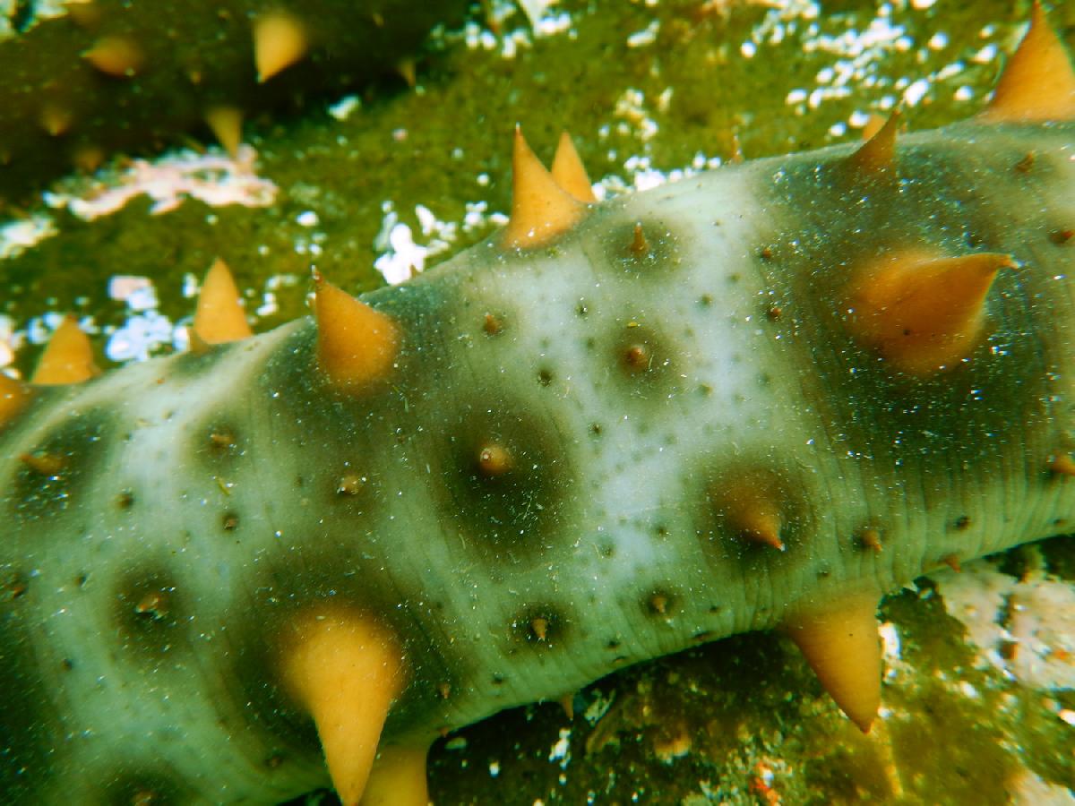 zeekomkommer