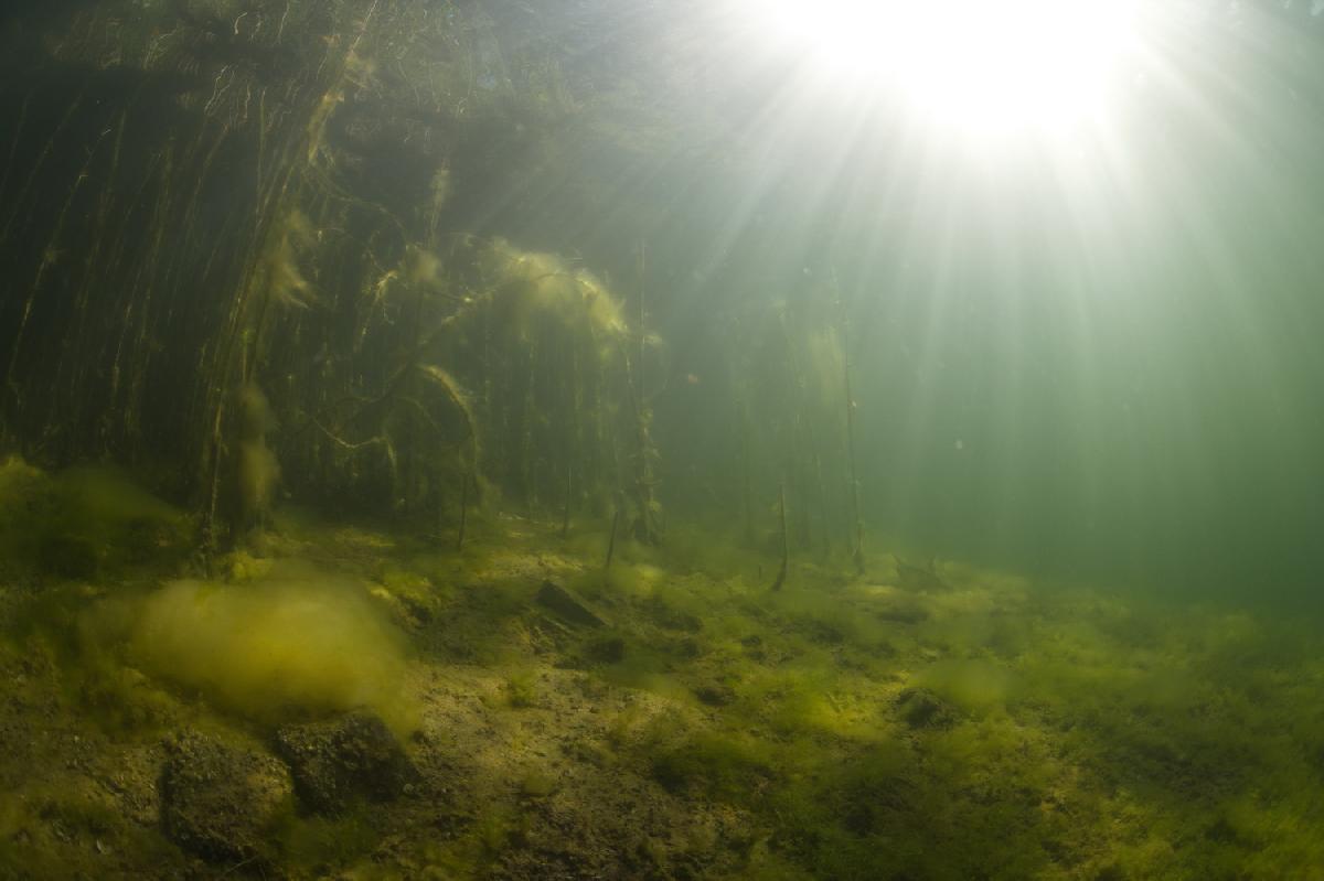 zonnestralen bij het riet