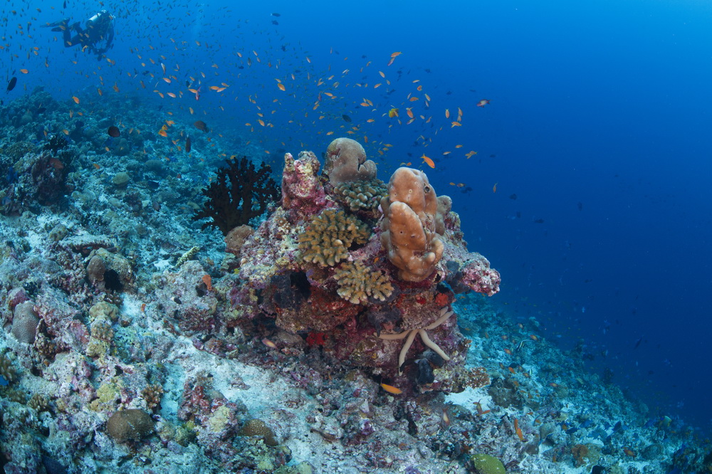 koraal met duikers