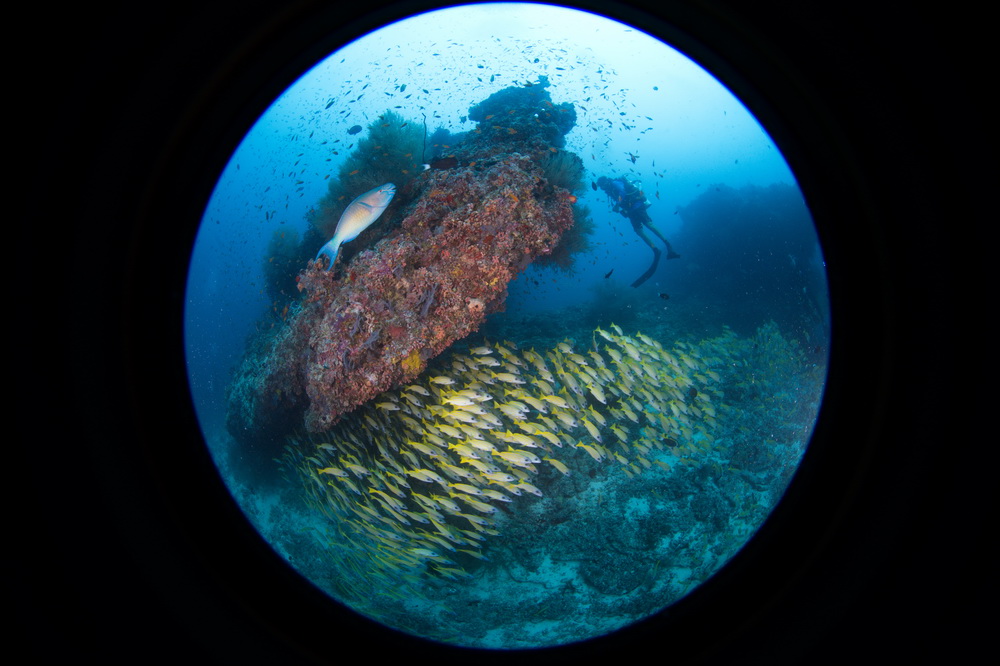 gele lutjanusvissen bij het koraal