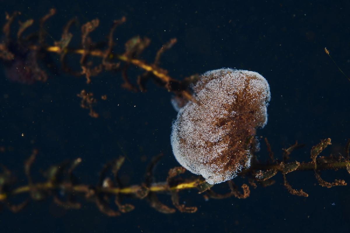 rare klompjes op planten, zijn dit bacterien?