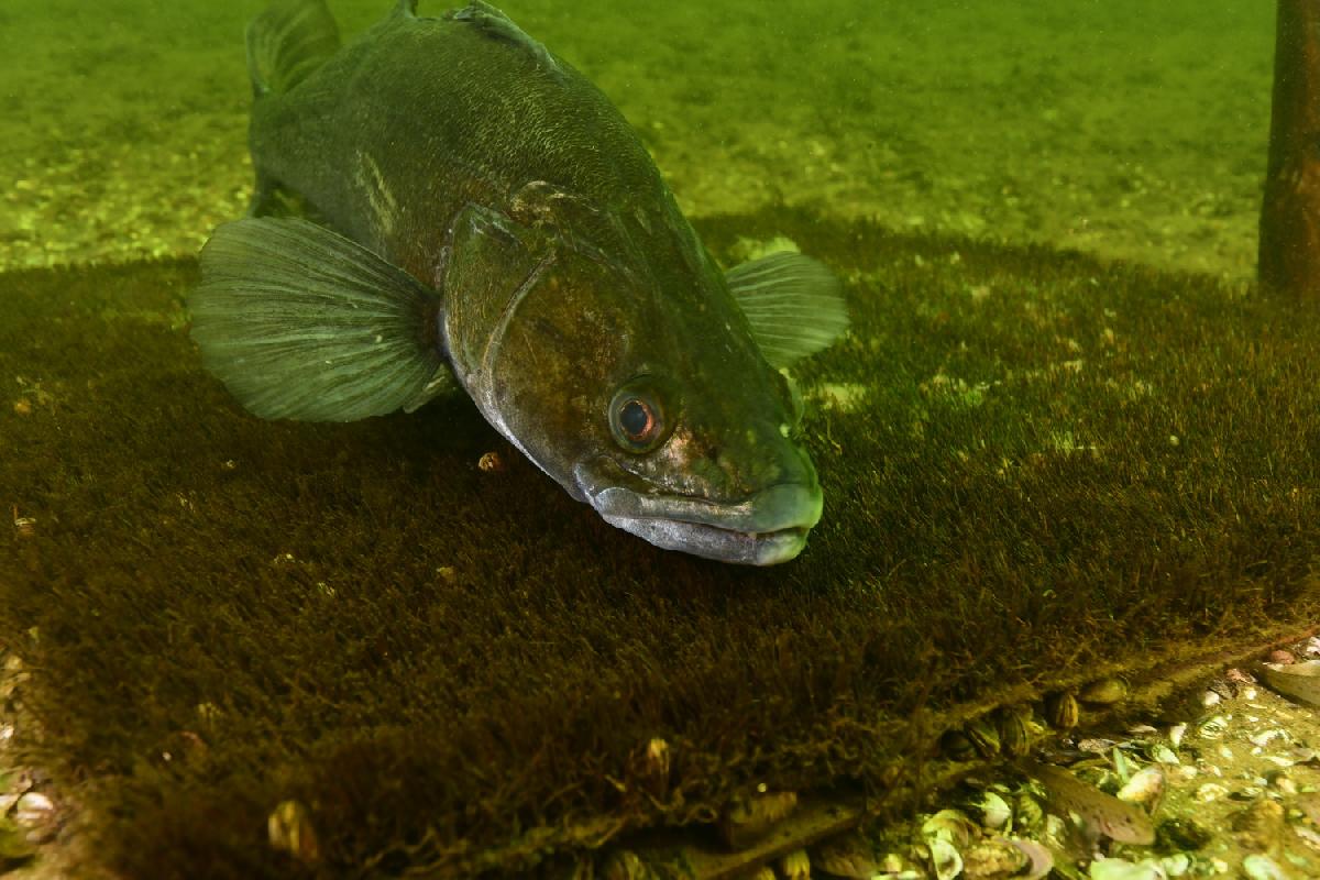 snoekbaars op plank vol mosselen