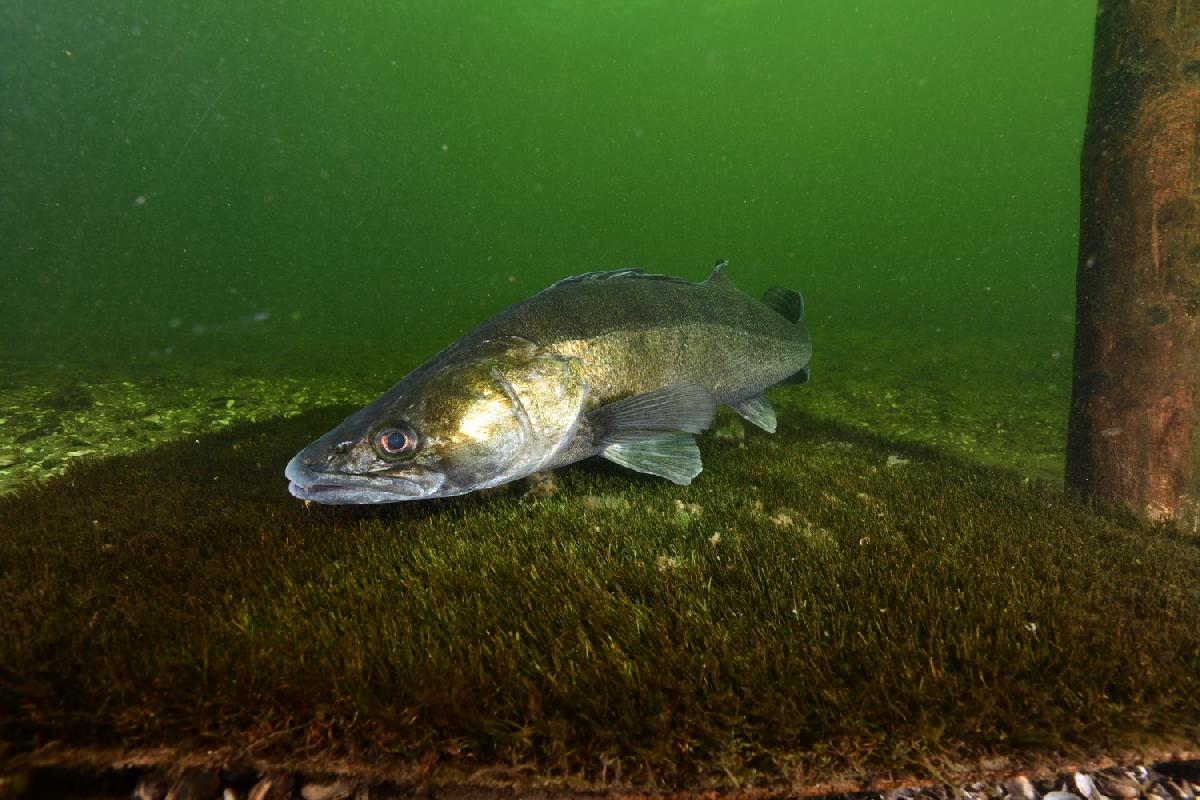 snoekbaars op een mosselplaat