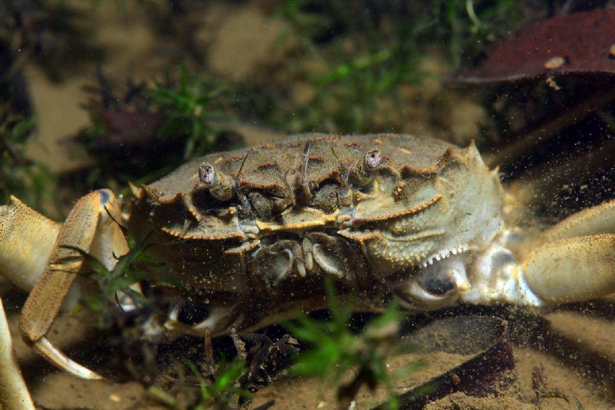 chinese wolhandkrab