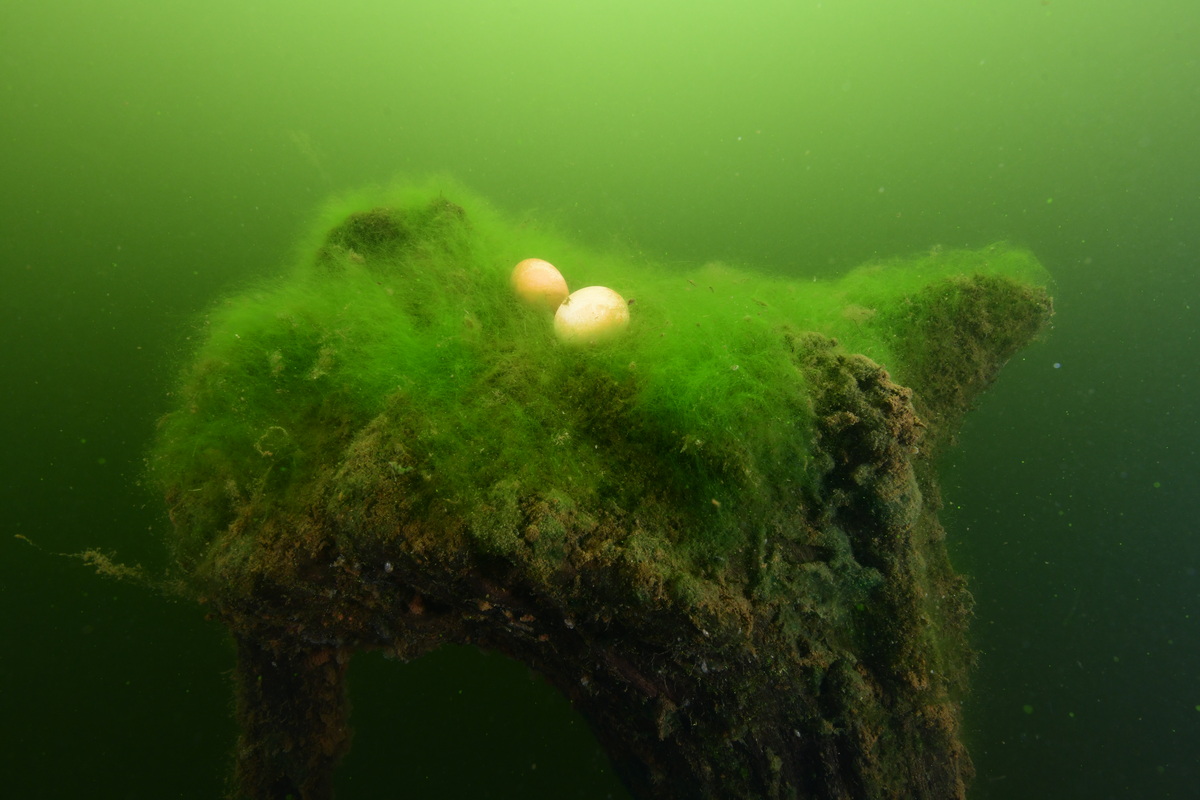 eieren op een groen bedje