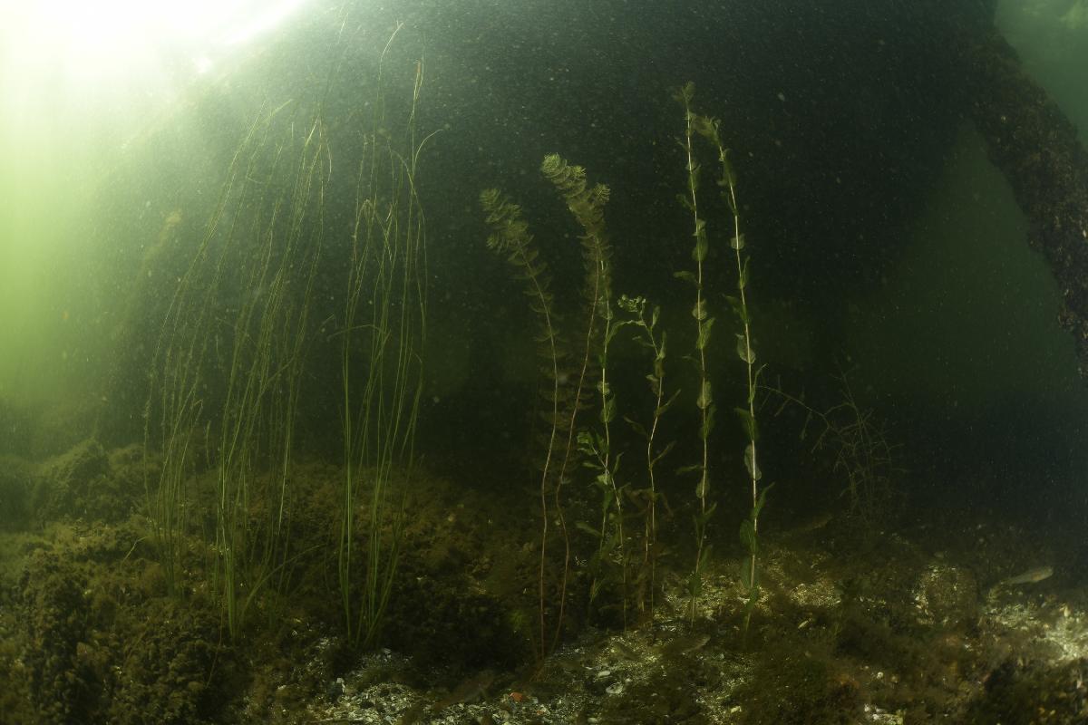 wier voor de instap van de spiegelplas