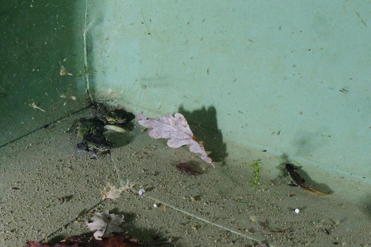 3 groene kikkers en een salamander in de hoek van de zwemvijver