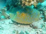 Blue spotted stingray