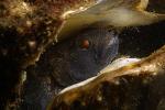 Zwarte grondel in oester