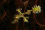 Ghost pipefish