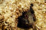 Blenny