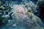 Anemones with clownfish