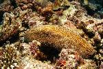 Paddestoel koraal