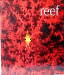 Reef - ScubaZoo - 9780756631222