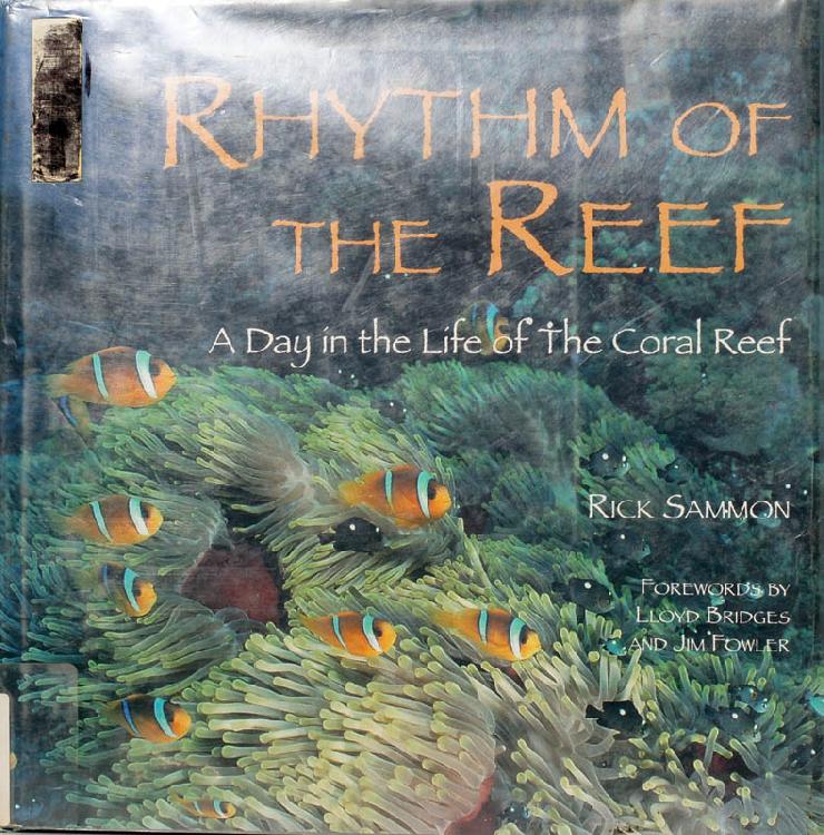 Rhythm of the Reef: a Day in the Life of the Coral Reef