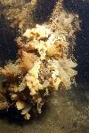 Zakpijpen, anemonen en oesters