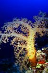 Zacht koraal op 70 meter