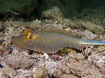 Bluespotted stingray with lionfish