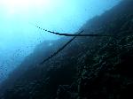 Two smooth cornetfish