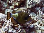 Titan triggerfish