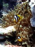 Red Sea anemonefish