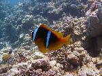 Red Sea anemonefish