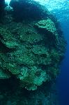 Enorm groot koraal